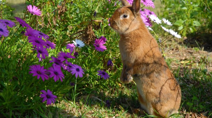 Caring Your Pets in the Garden