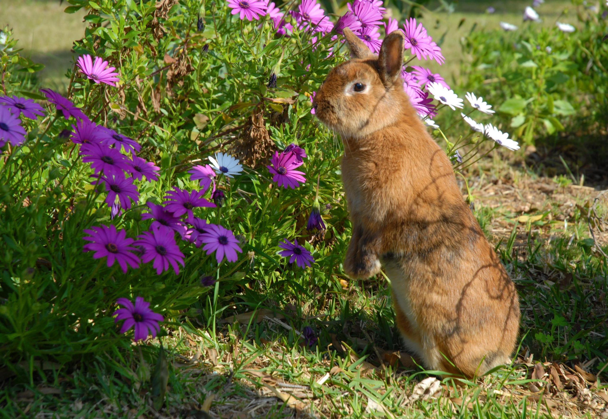 Caring Your Pets in the Garden