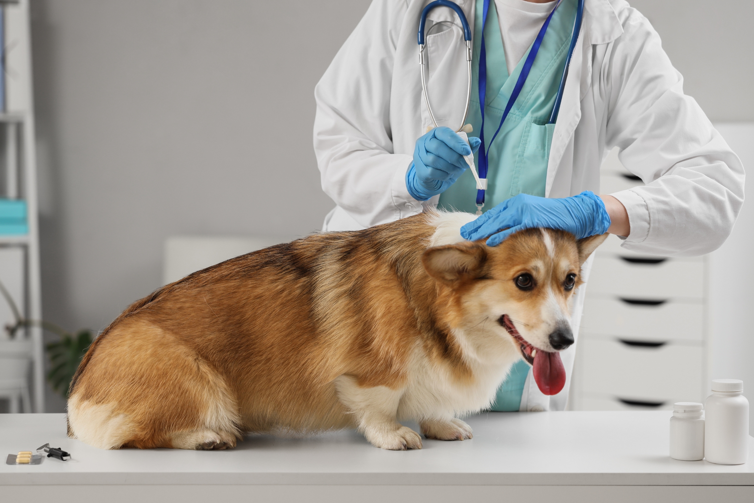 How to Keep Your Dog’s Coat Healthy and Shiny: Proven Grooming and Nutrition Tips